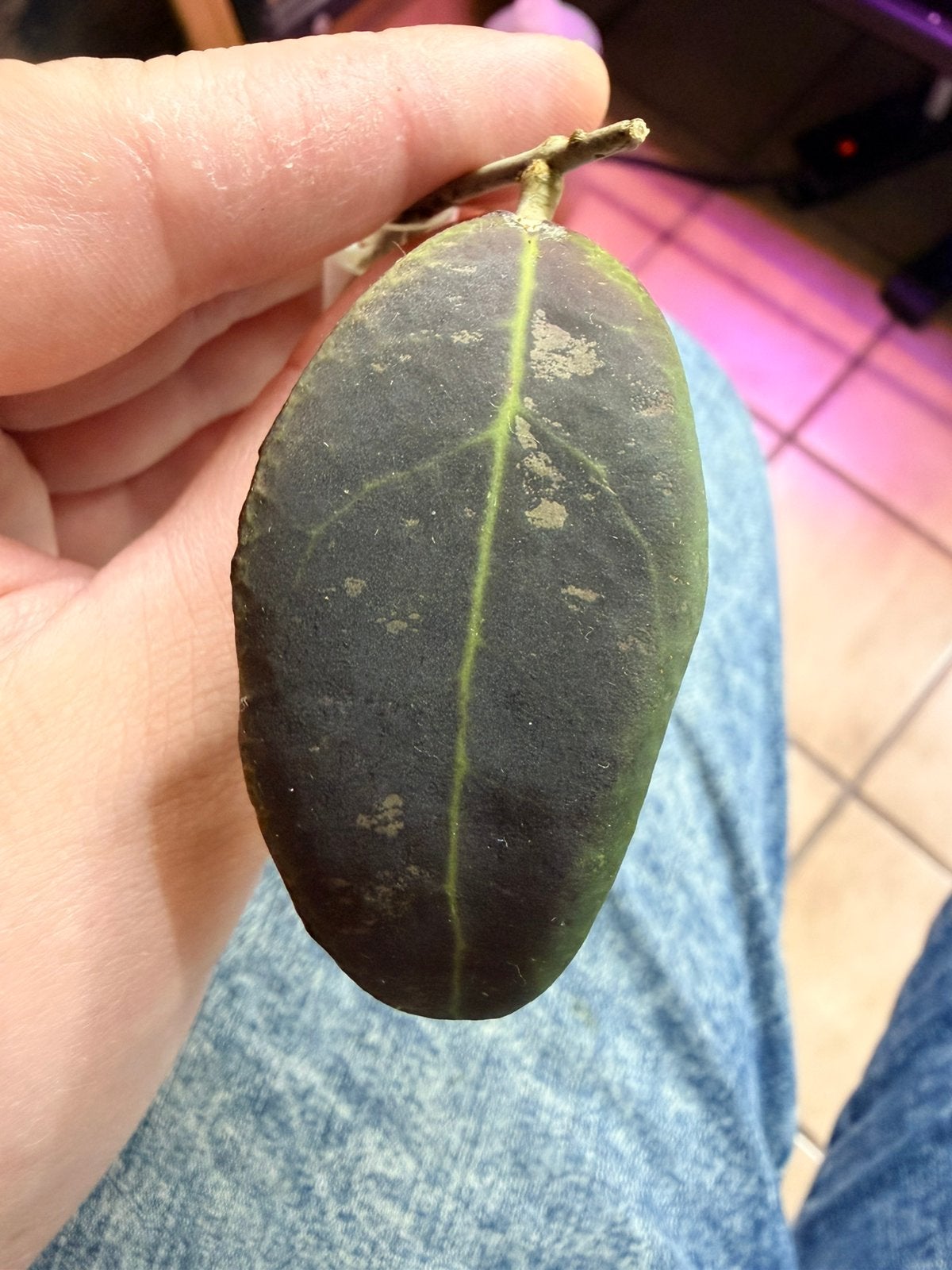 Hoya rintzii borneo, Ophalen of Verzenden