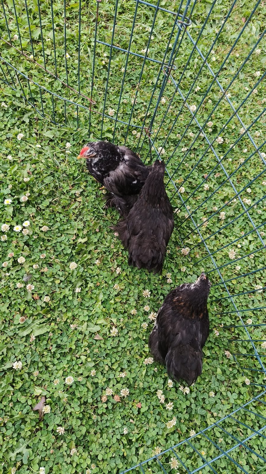Toompje cochin kriel (3 hen + 1 haan, Dieren en Toebehoren, Pluimvee, Meerdere dieren, Kip
