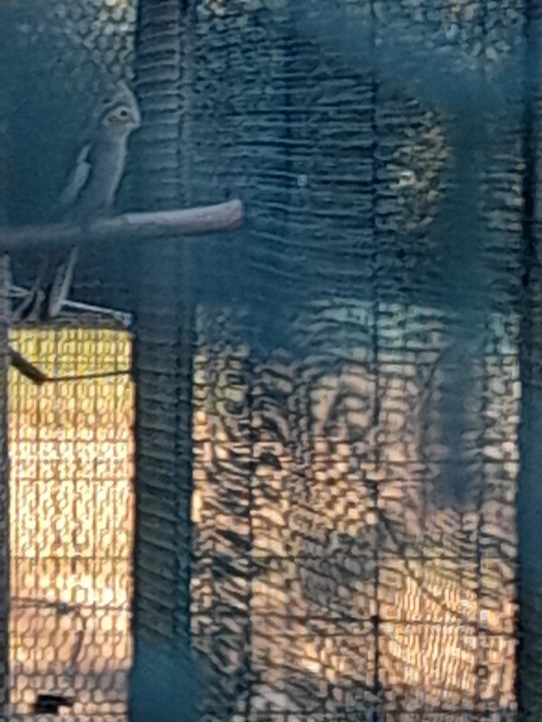 Te koop jonge valkparkiet, Dieren en Toebehoren, Parkiet