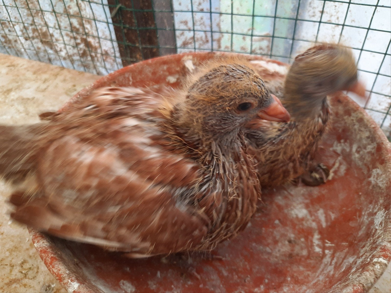 Koppel jonge duiven, Dieren en Toebehoren