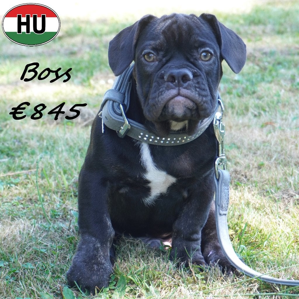 Boss, X Franse Bulldog pup te koop, 15 weken tot 1 jaar, Buitenland, Parvo, Eén hond