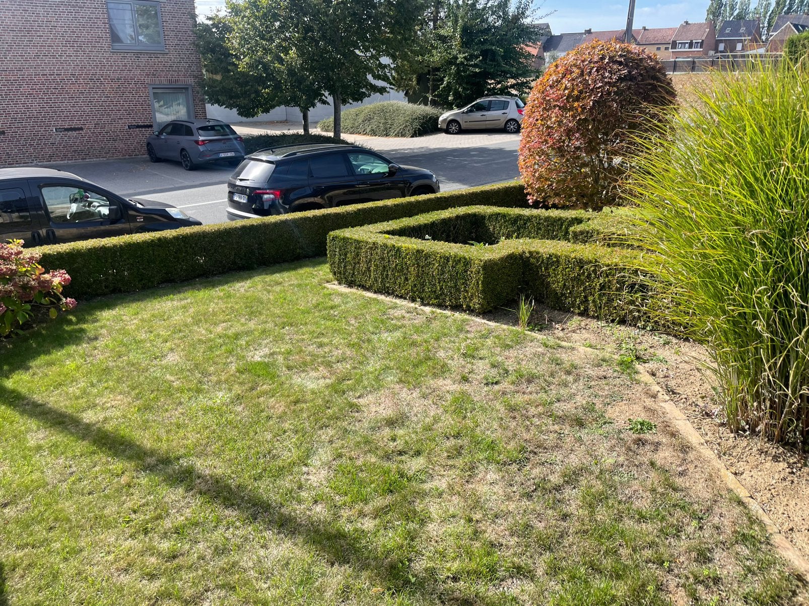 Gratis buxus haag, Ophalen, Buxus, Haag