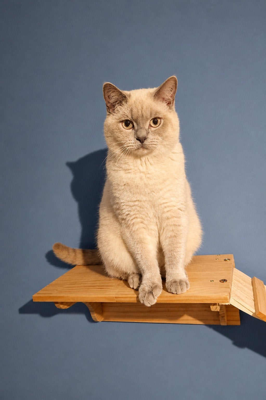 Britse korthaar kater, Chat, Avec pedigree, 0 à 2 ans