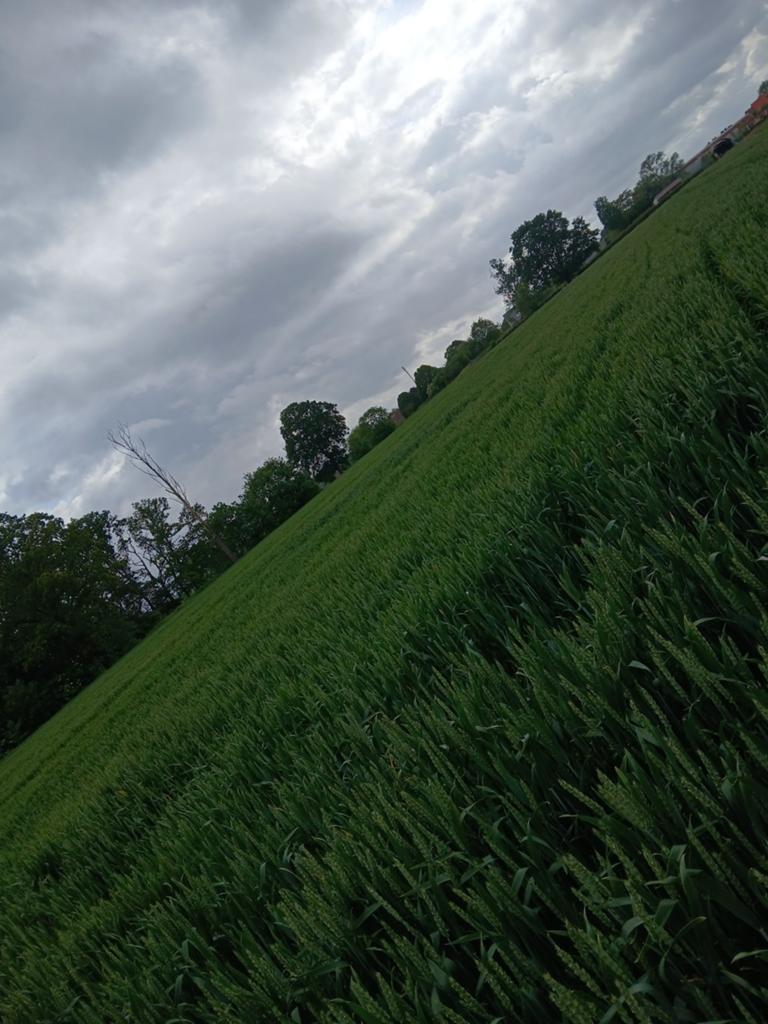 Tarwe stro, Dieren en Toebehoren