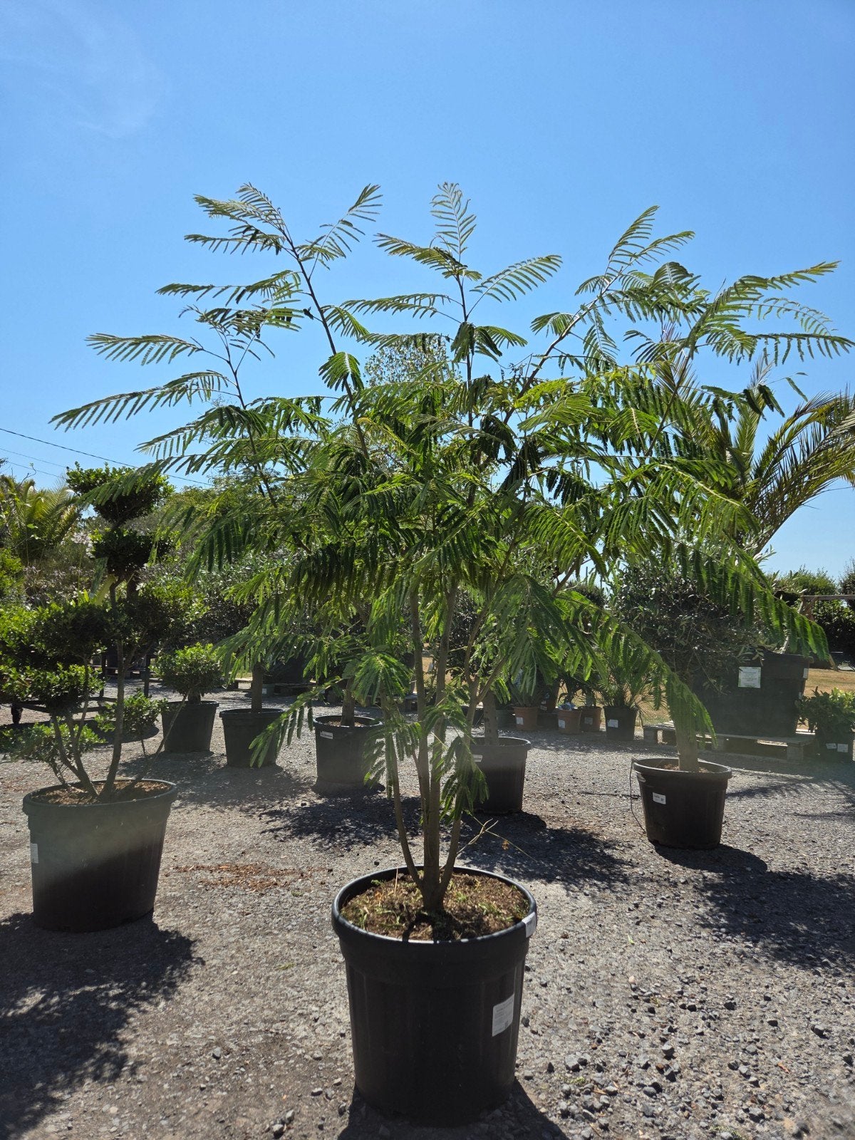 Albizia Julibrissin Ombrella meerstam, Ophalen