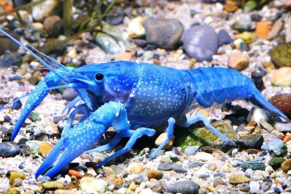 Homard bleu de Floride, Homard, Crabe ou Crevette, Poisson d'eau douce, Banc de poissons