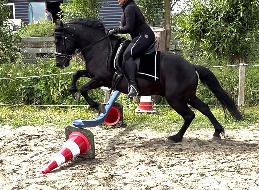 Prachtige grote grove D-pony zoekt zijn forever home, Dieren en Toebehoren, Ruin, M, Gechipt, 7 tot 10 jaar