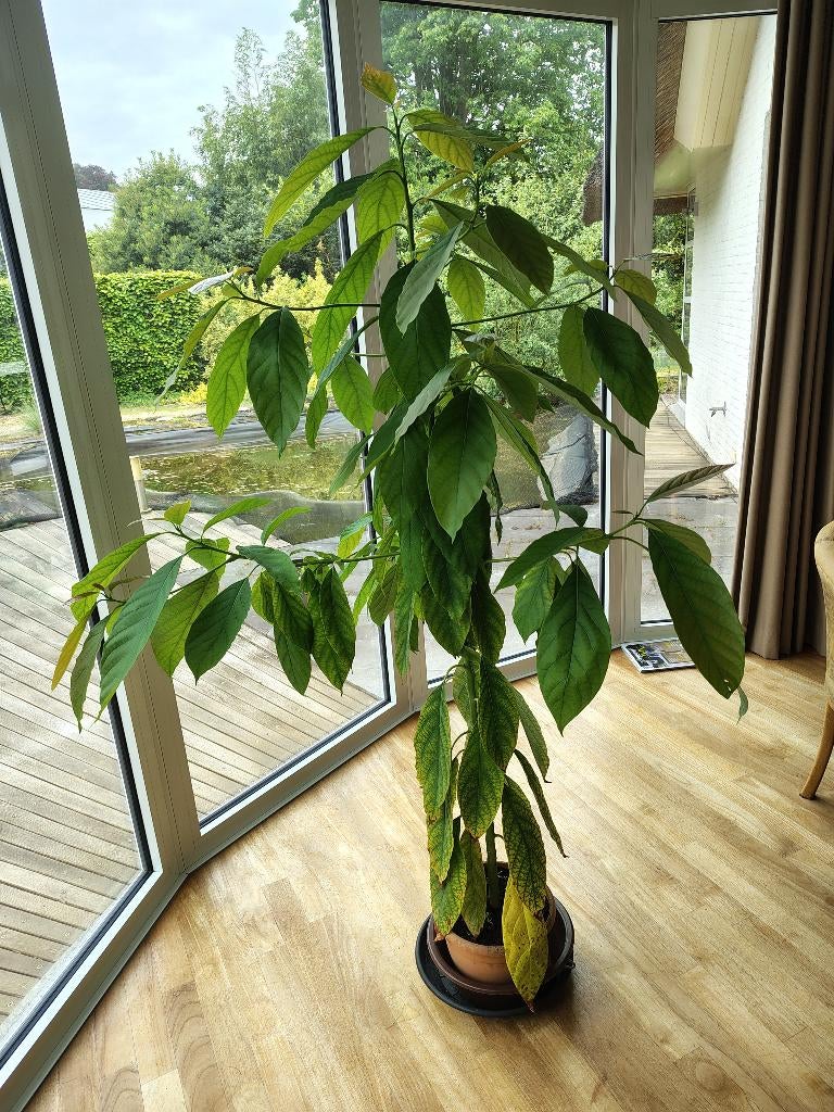 Avocado (twee meter), Ophalen, Volle zon, Overige soorten, 100 tot 250 cm