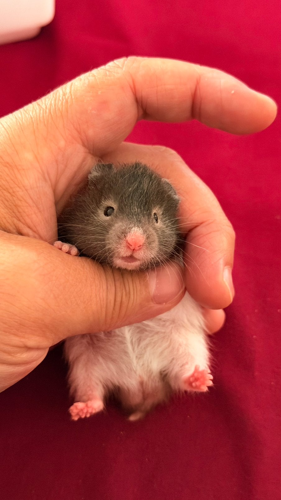 Goudhamster langharige, Hamster, Mannelijk, Juli, Tam