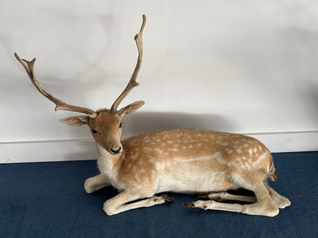 Cerf en peluche couché (complet), Collections, Collections Animaux, Enlèvement, Comme neuf, Cerf, Animal empaillé