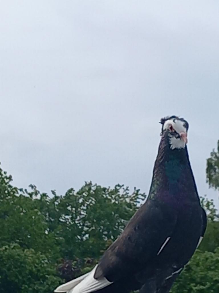 Iranian mooi duiven Koppel 25€, Dieren en Toebehoren, Vogels | Duiven