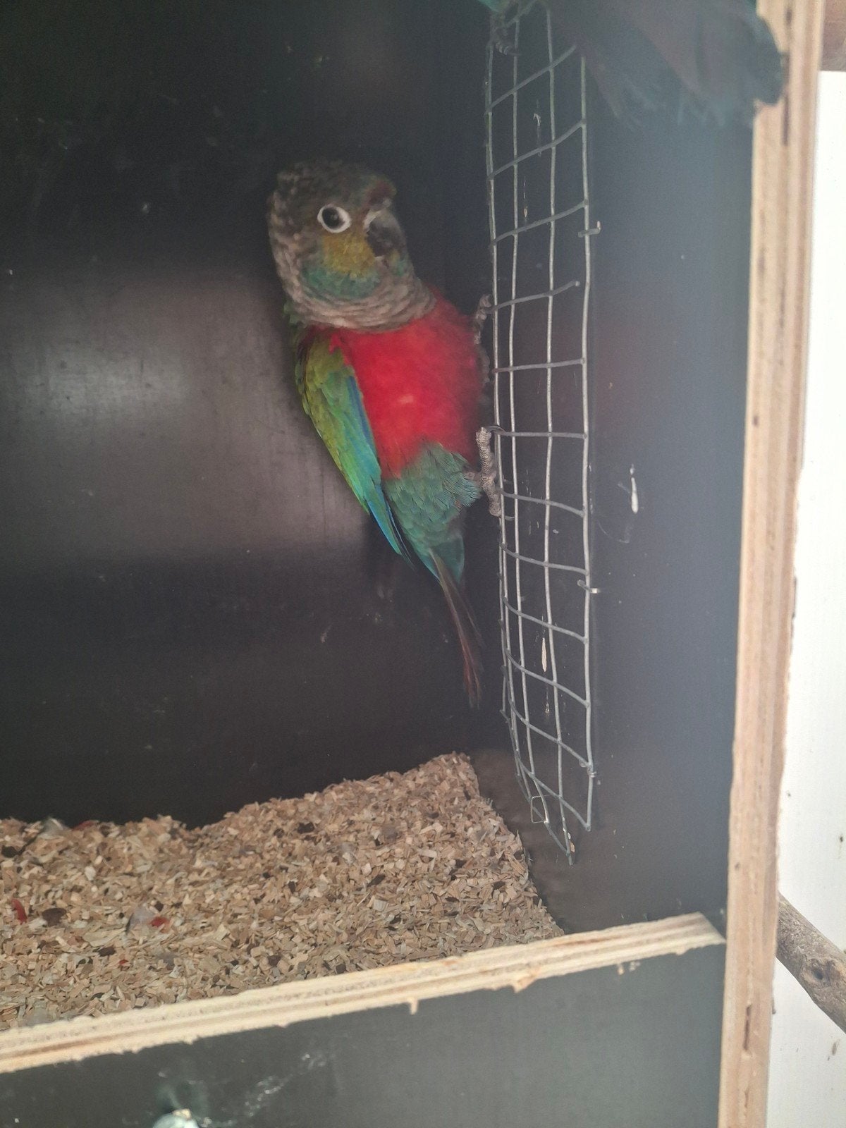 koppel pyrrhura perlata, Animaux & Accessoires, Oiseaux | Perruches & Perroquets