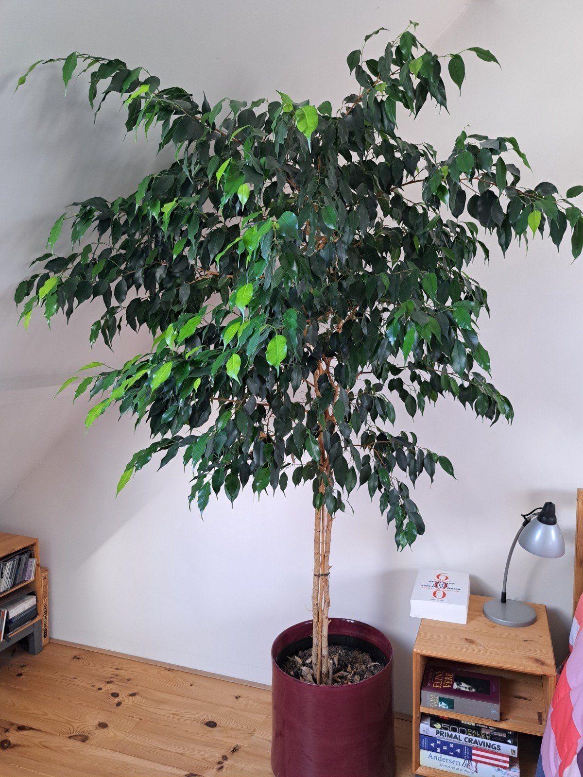 Ficus, Maison & Meubles, Plantes d'intérieur, Enlèvement, Ficus