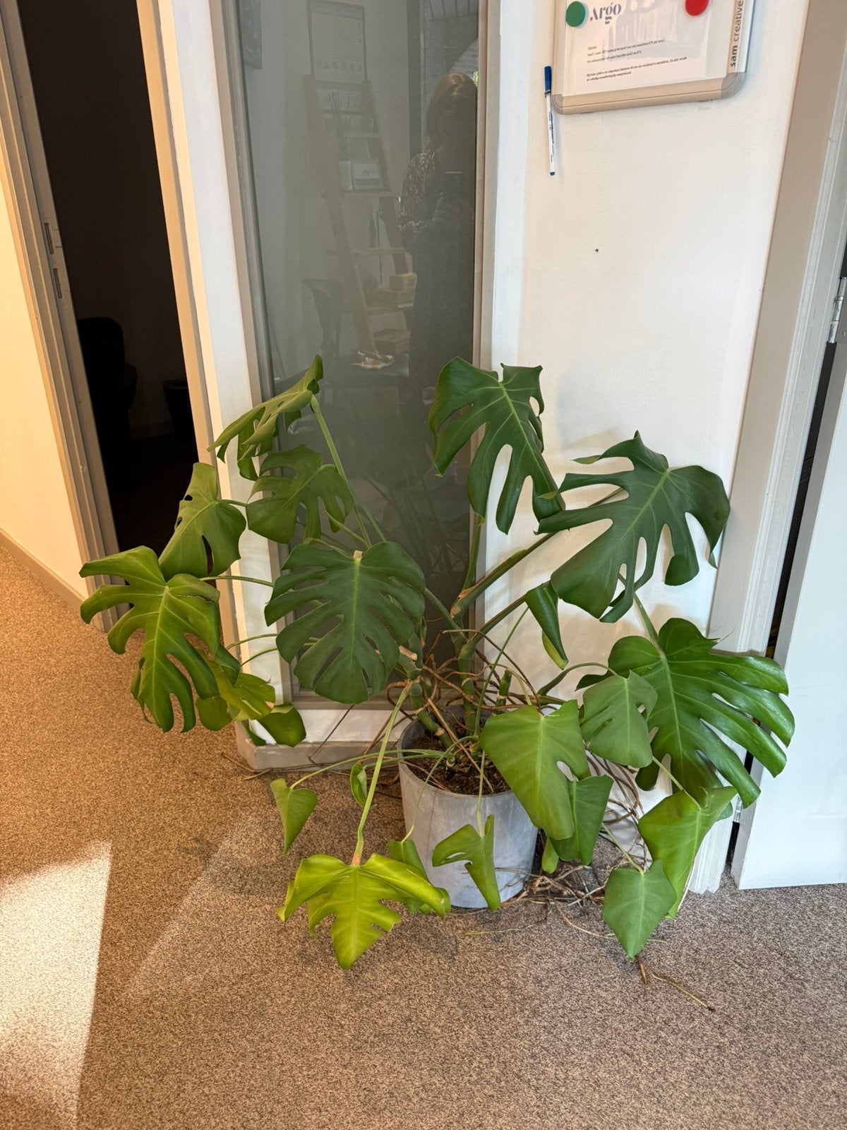 Grote monstera, Ophalen