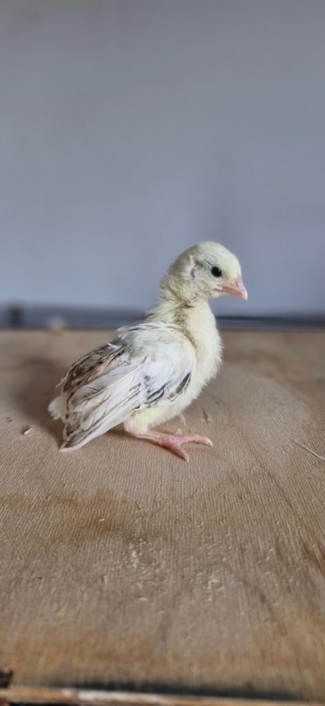 Chabo kuikens, Dieren en Toebehoren, Pluimvee