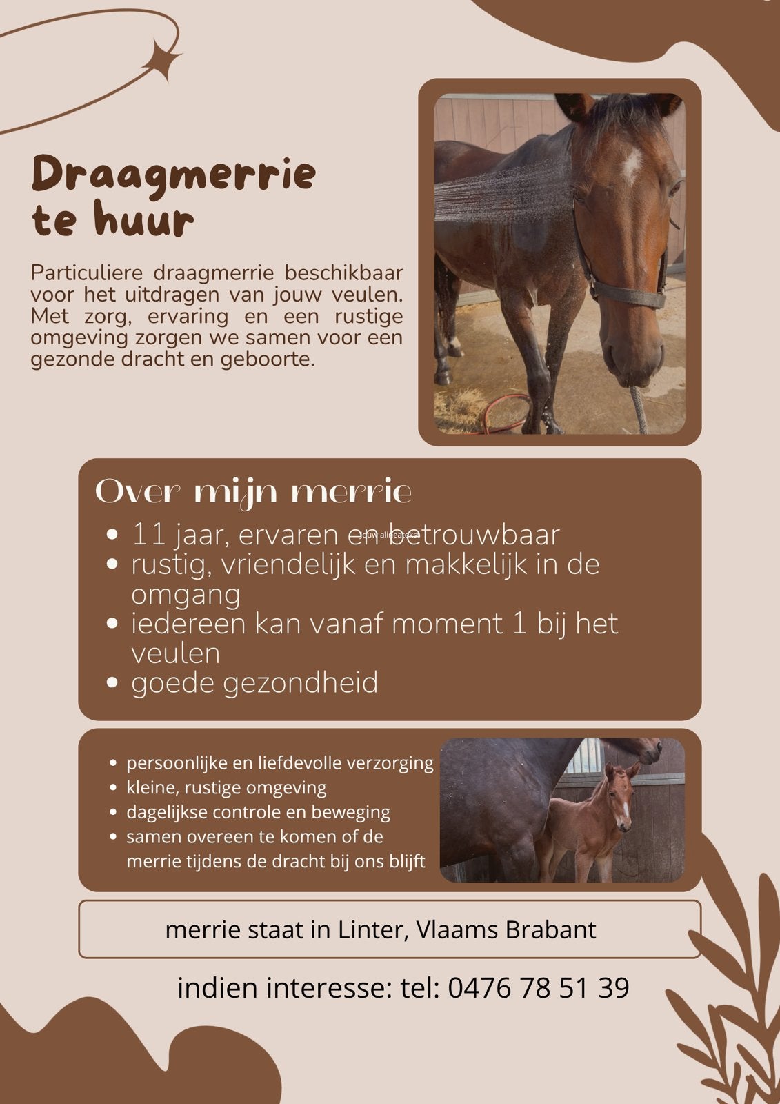 Draagmerrie te huur aangeboden, Merrie, Niet van toepassing, 160 tot 165 cm, 11 jaar of ouder