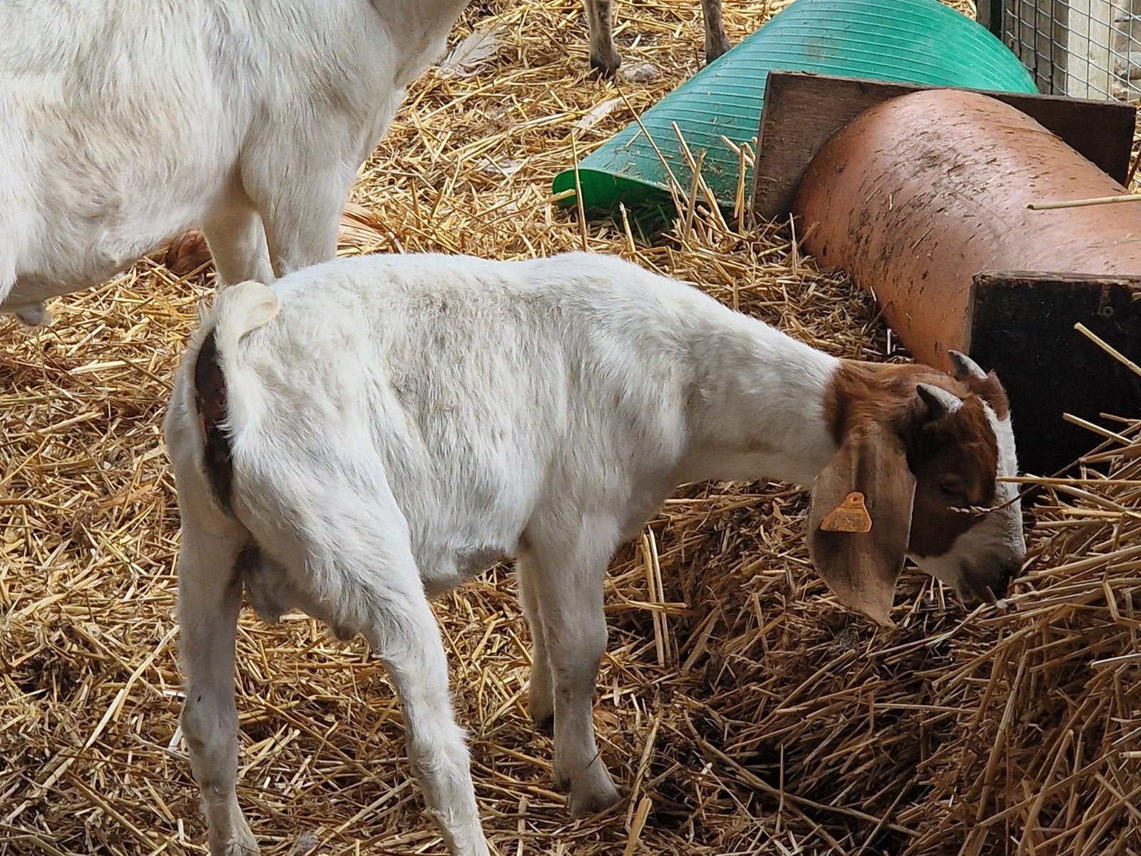 geiten, Dieren en Toebehoren, Schapen, Geiten en Varkens