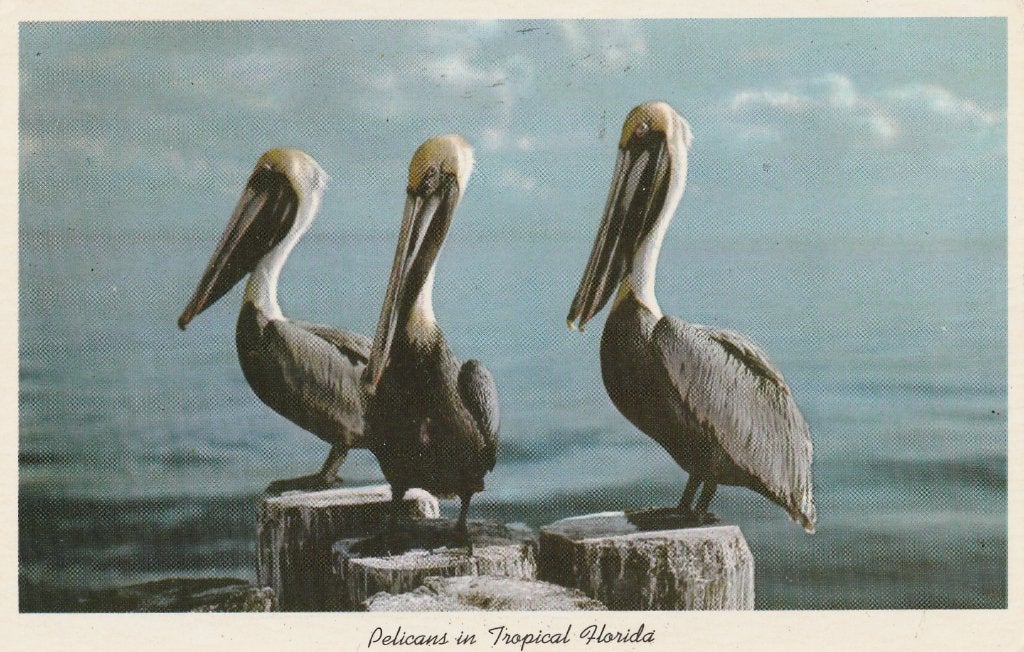 PELIKANEN  in  FLORIDA, Collections, Cartes postales | Animaux, Envoi, 1960 à 1980, Affranchie, Oiseaux