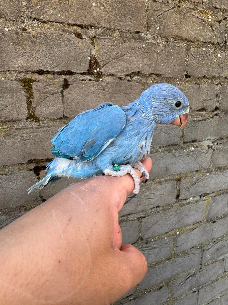 Halsbandparkiet violet, Dieren en Toebehoren, Geslacht onbekend