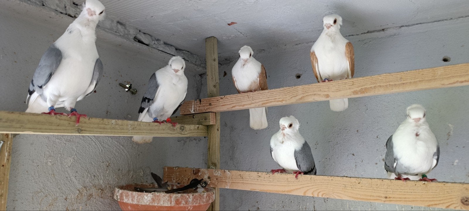 Pigeons mewka  25 € par pigeon 0032493816959