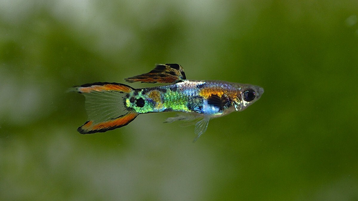 endler guppies