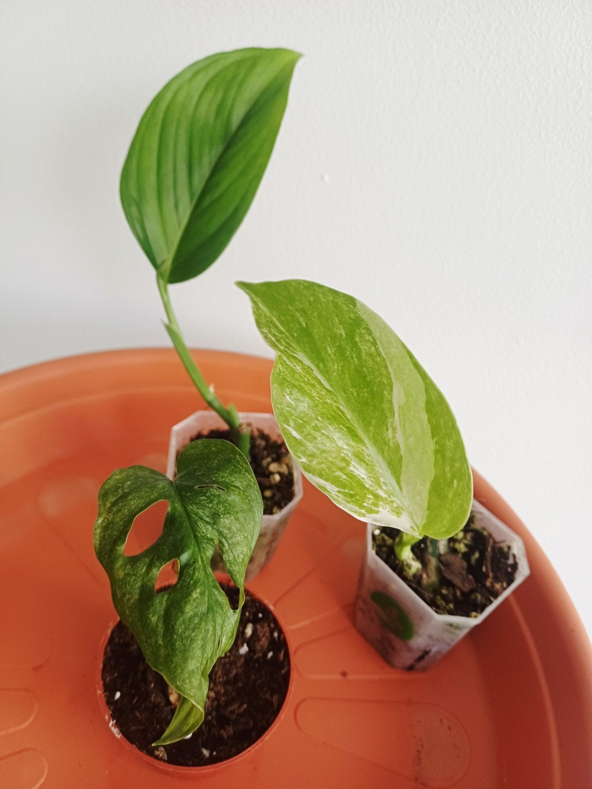 Set van 3 Monstera, Overige soorten, In pot, Minder dan 100 cm, Groene kamerplant