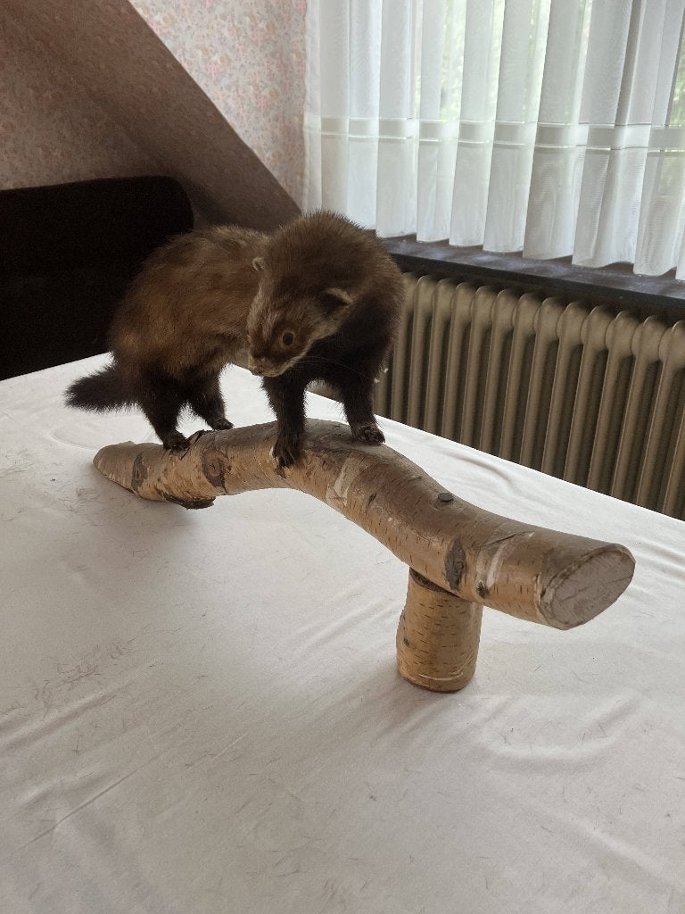 opgezette dieren, Antiquités & Art, Enlèvement