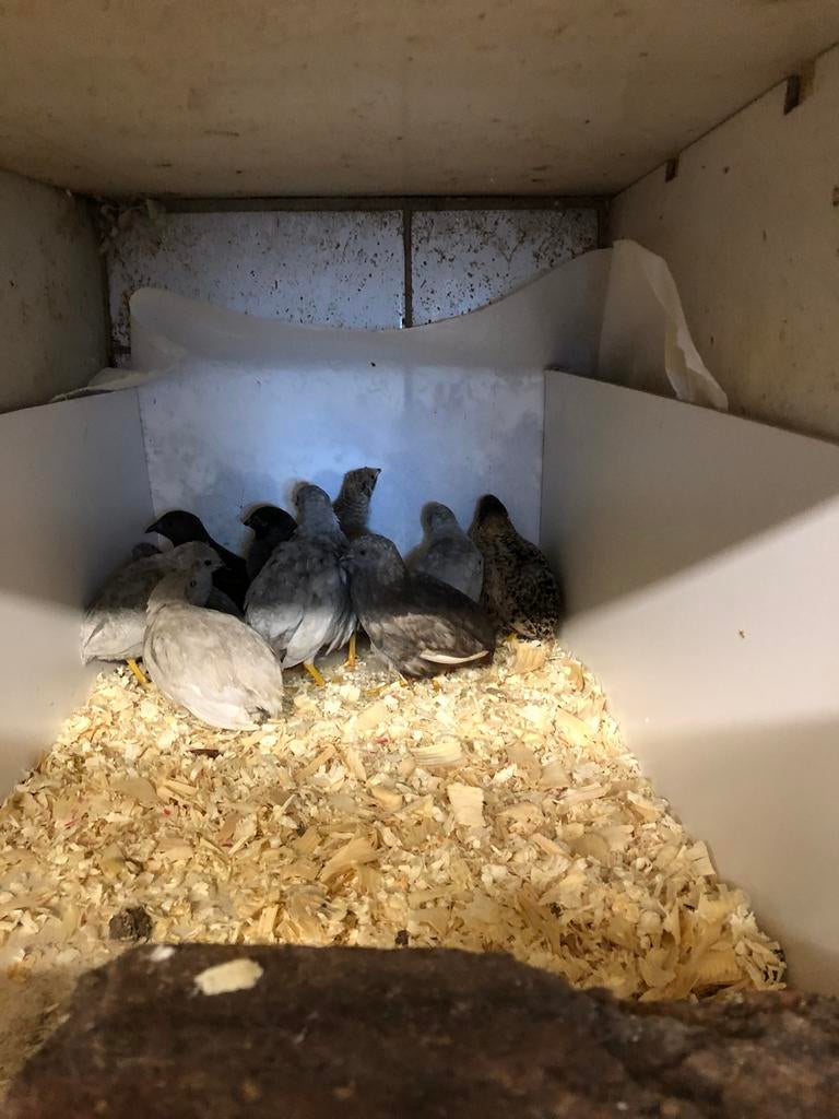 Chinese dwergkwartel, Dieren en Toebehoren