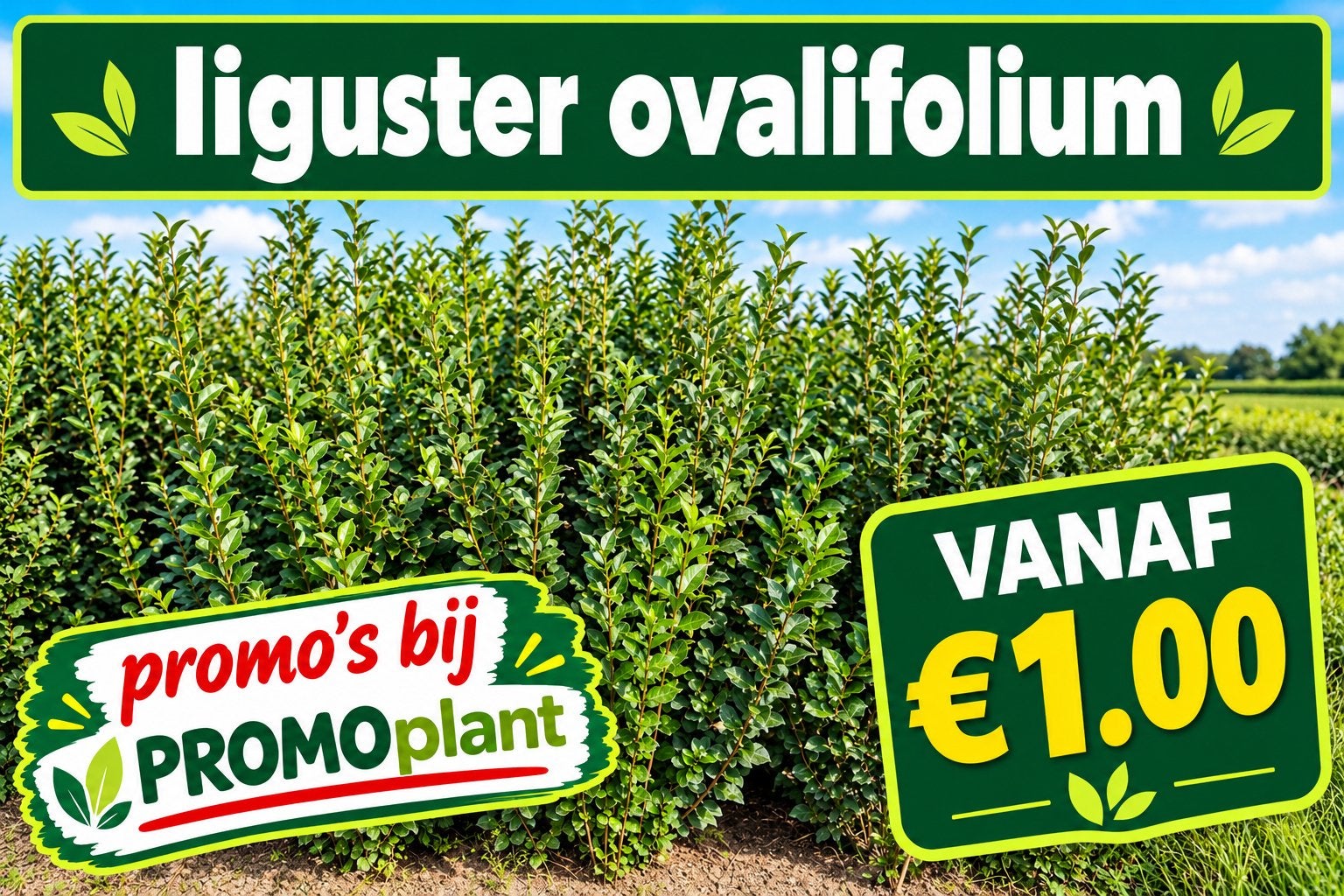 ‼️Ligustrum ovalifolium aan PROMOprijzen‼️bij PROMOplant, Enlèvement, Taxus