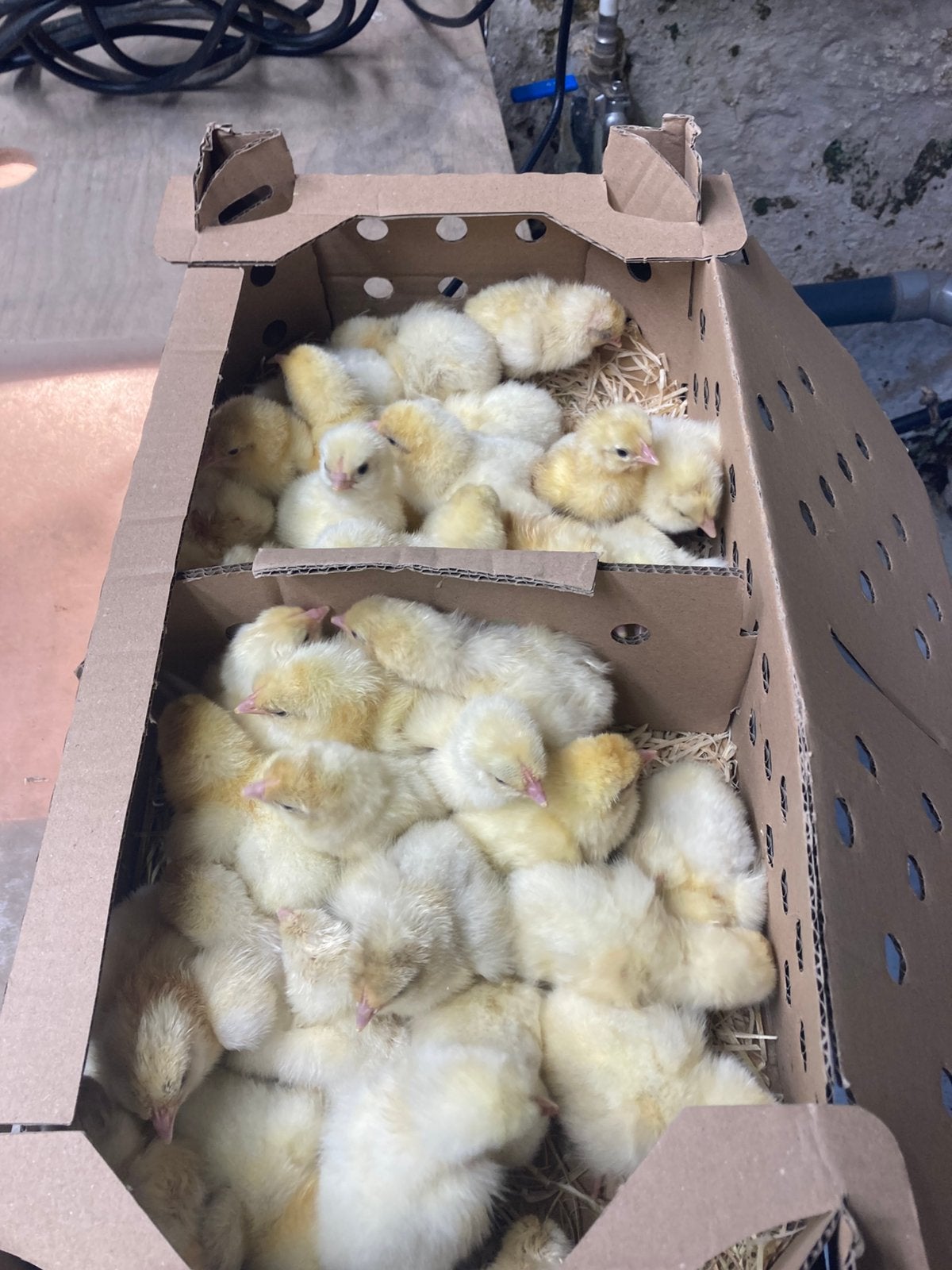 Broedeieren poule de Bresse raszuiver, Kip