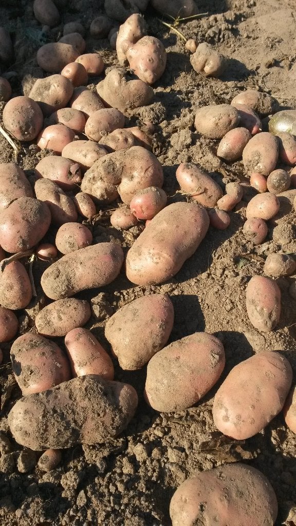 Aardappelen te koop, Ophalen
