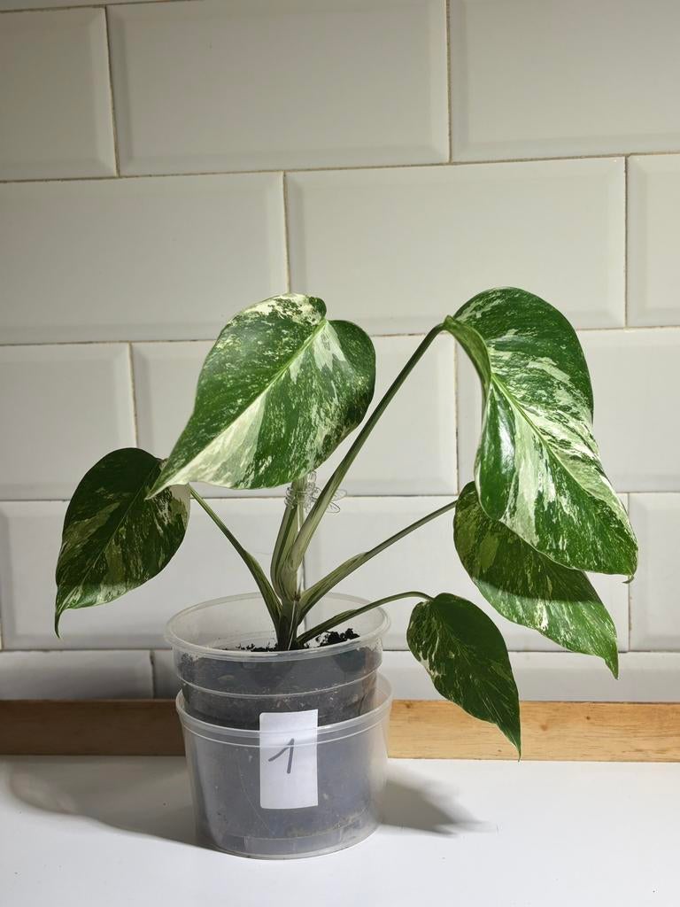 monstera deliciosa variegata, Huis en Inrichting, Kamerplanten, Ophalen