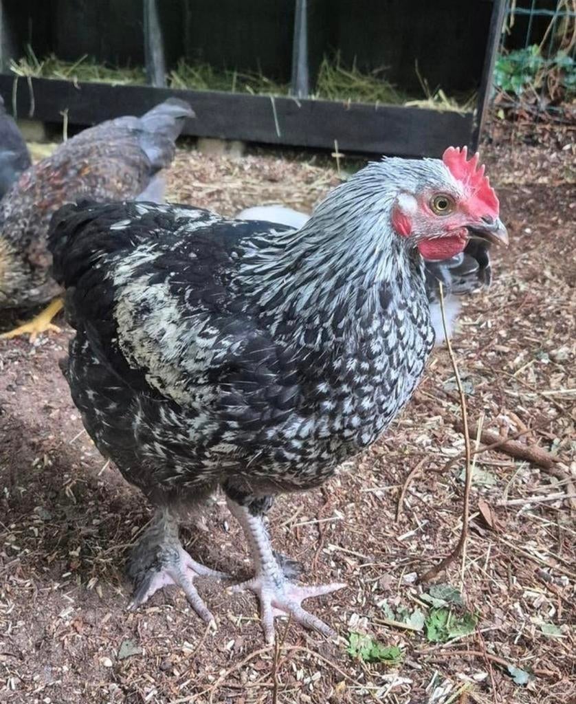 Jonge Haantjes, Dieren en Toebehoren