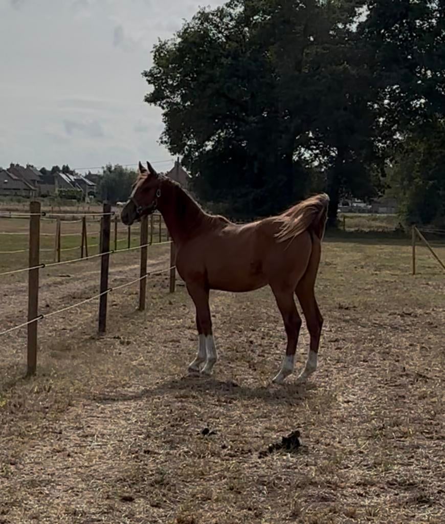 2 jarige hengst te koop, Dieren en Toebehoren, Met stamboom, Springpaard, Minder dan 160 cm, 0 tot 2 jaar