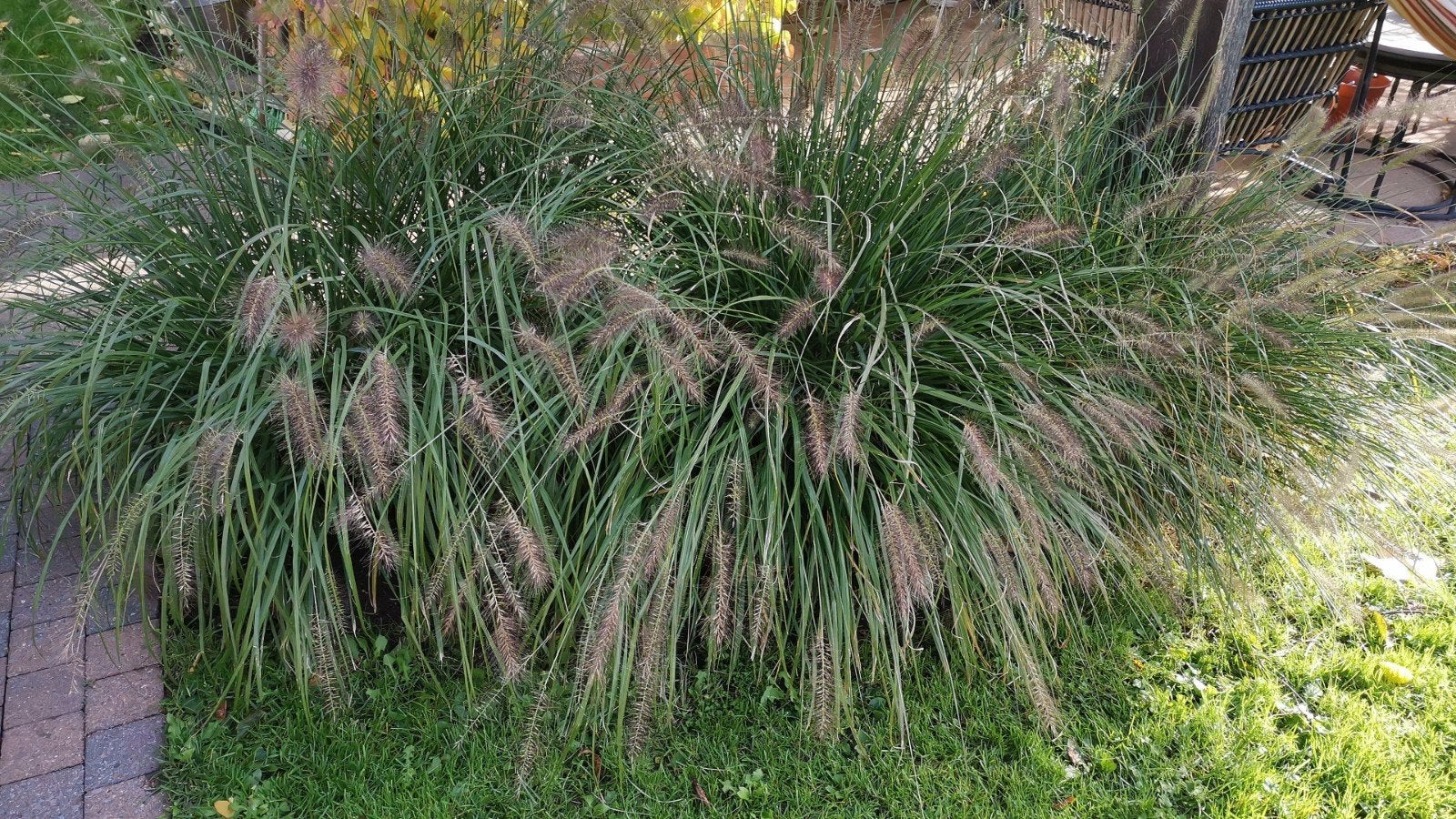 siergrassen, Jardin & Terrasse, Automne, Plein soleil, Enlèvement, Graminées ornementales