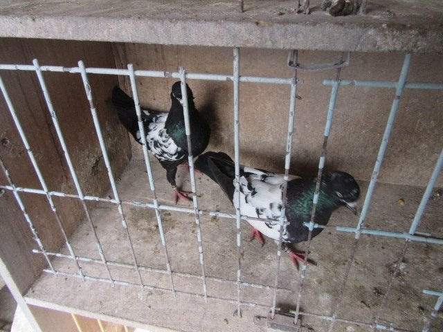 Sierduiven, Dieren en Toebehoren, Vogels | Duiven