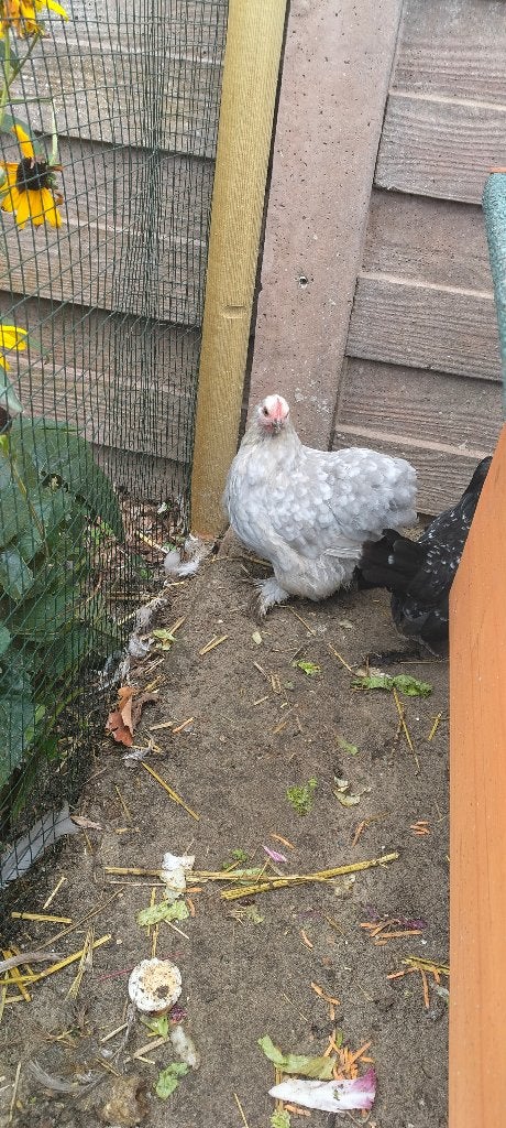 Kippen cochin krielen 2 bobtail ,1 grijs gepareld, Femelle, Poule ou poulet
