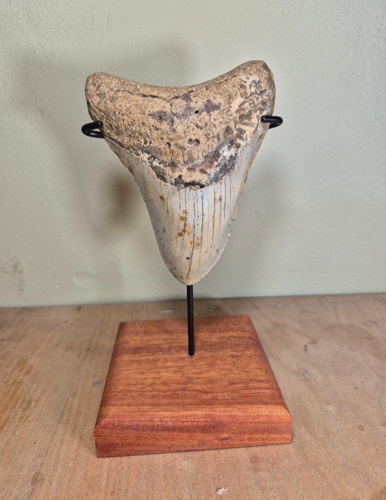 extreem gebogen Megalodon tand met standaard!, Ophalen of Verzenden, Fossiel