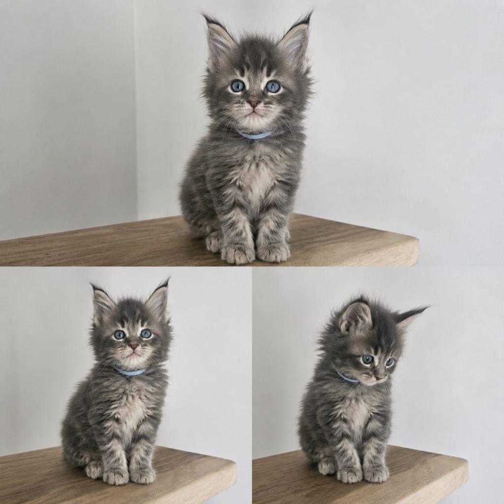 Maine coon xxl kittens met kampioen stamboom Russisch lijn, Dieren en Toebehoren, Katten en Kittens | Raskatten | Langhaar, Kater