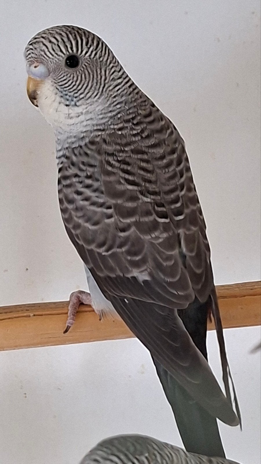 Blackwing grasparkieten, Dieren en Toebehoren, Vogels | Parkieten en Papegaaien