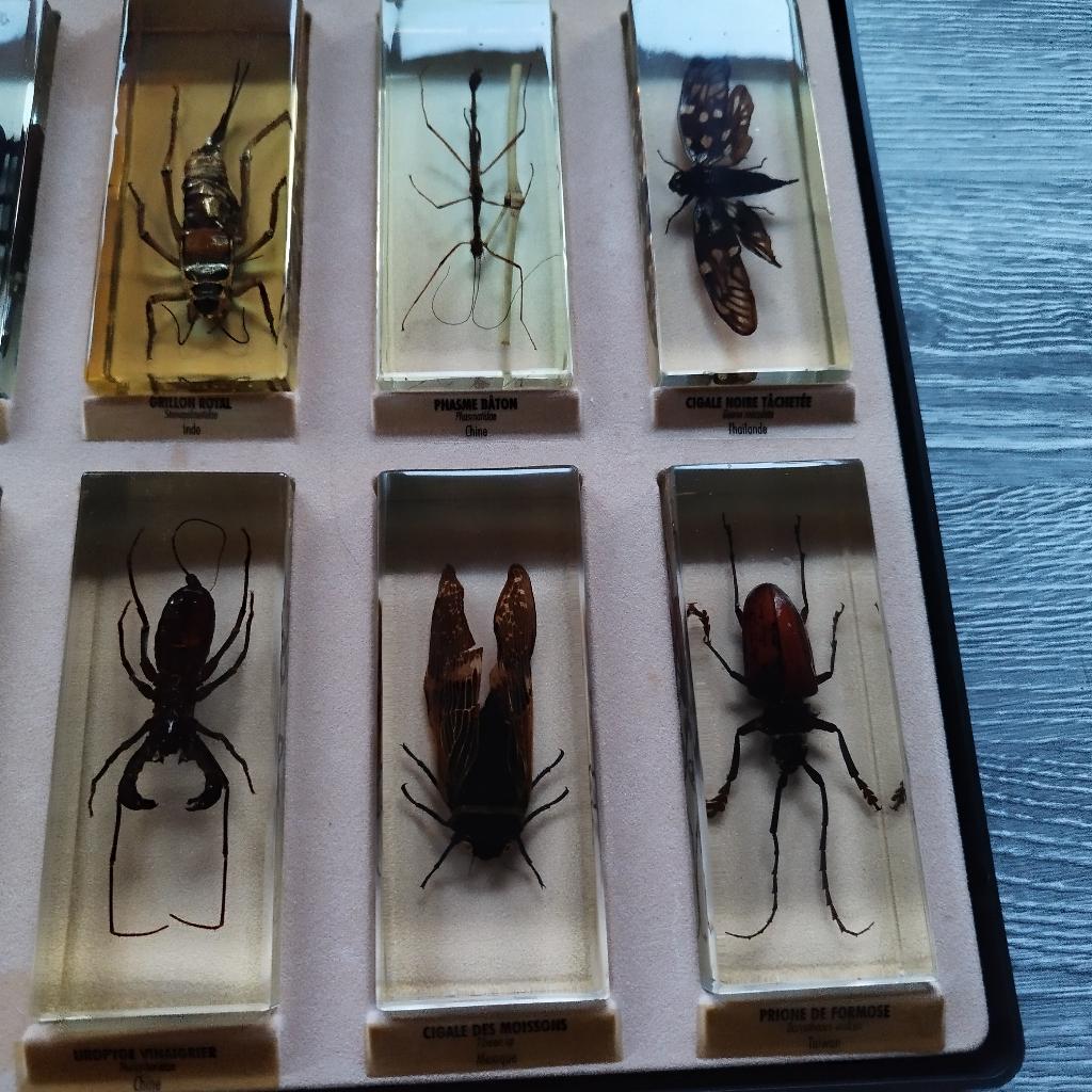 Resine, Enlèvement ou Envoi, Comme neuf, Insecte, Autres types