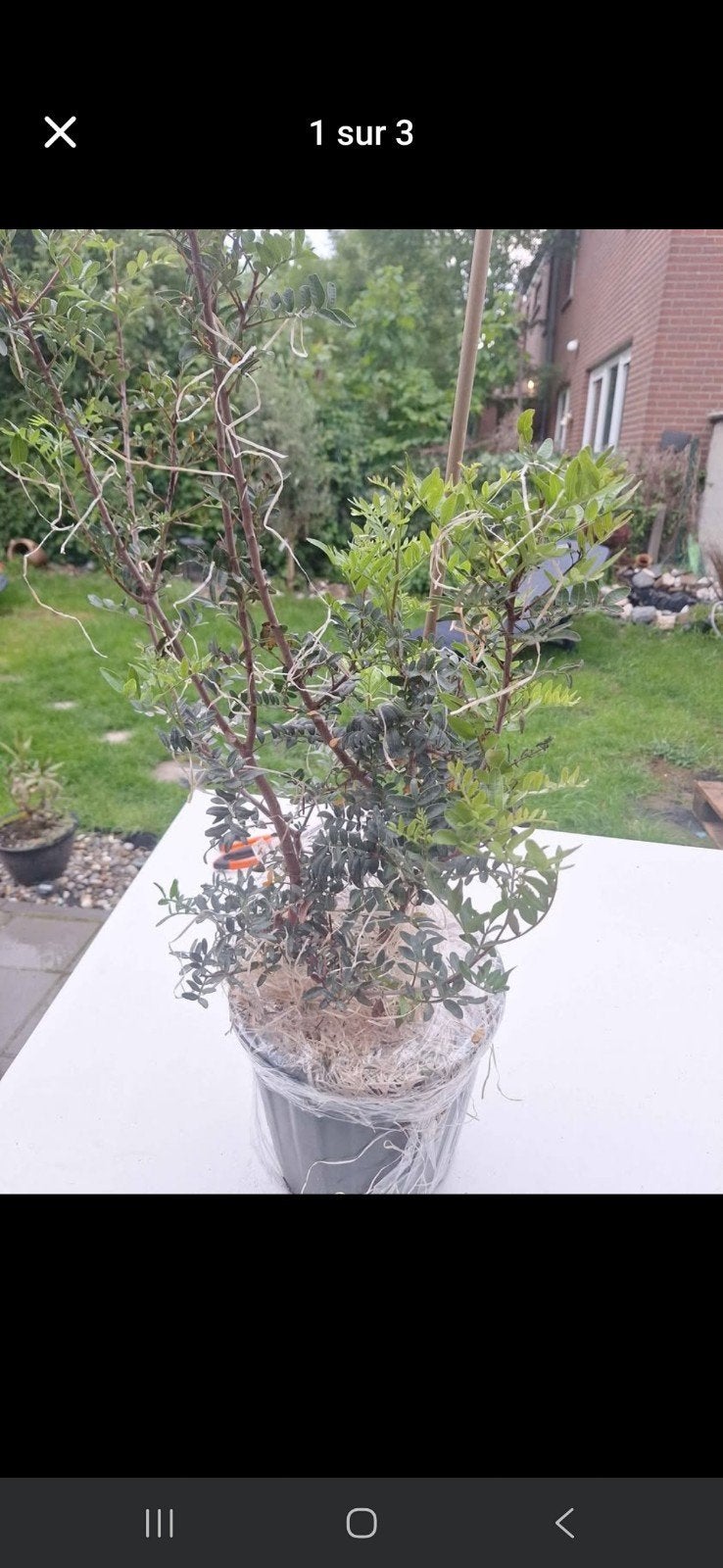 Pistachier ou Oliver, Jardin & Terrasse, Enlèvement