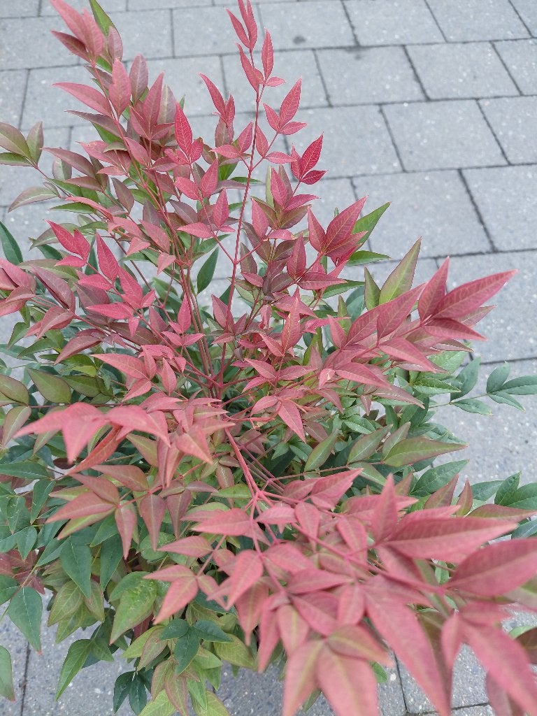 Nandina Obsessed, Ophalen, Halfschaduw