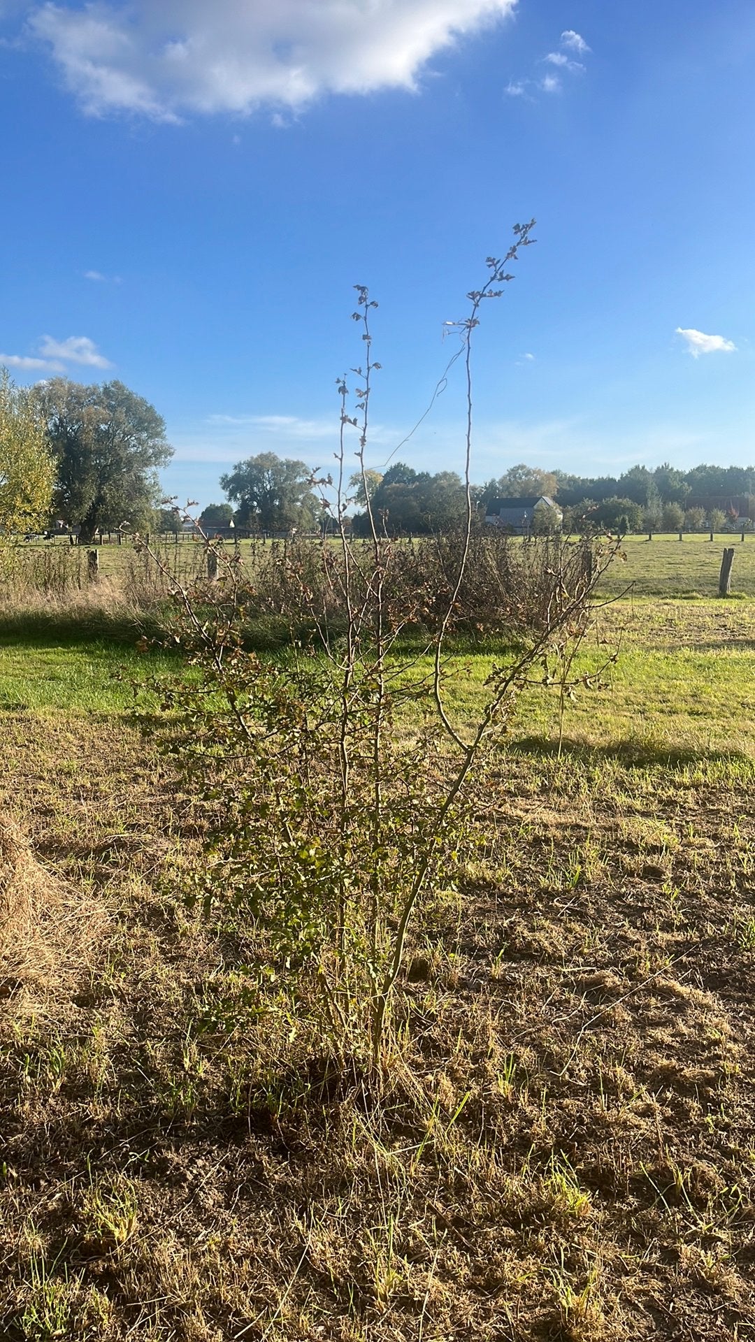 Crataegus monogyna, Tuin en Terras, Ophalen, Struik, 100 tot 250 cm