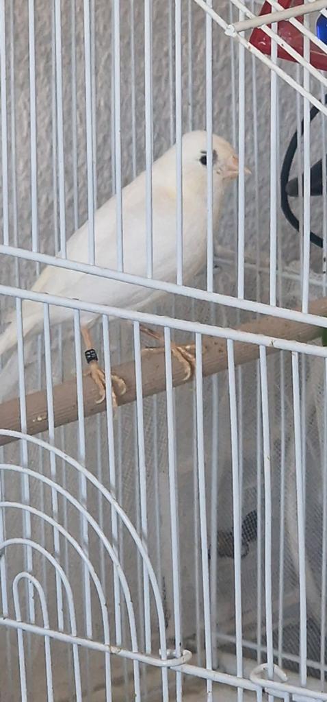 Wite koppel watersalger malinois, Dieren en Toebehoren, Vogels | Kanaries
