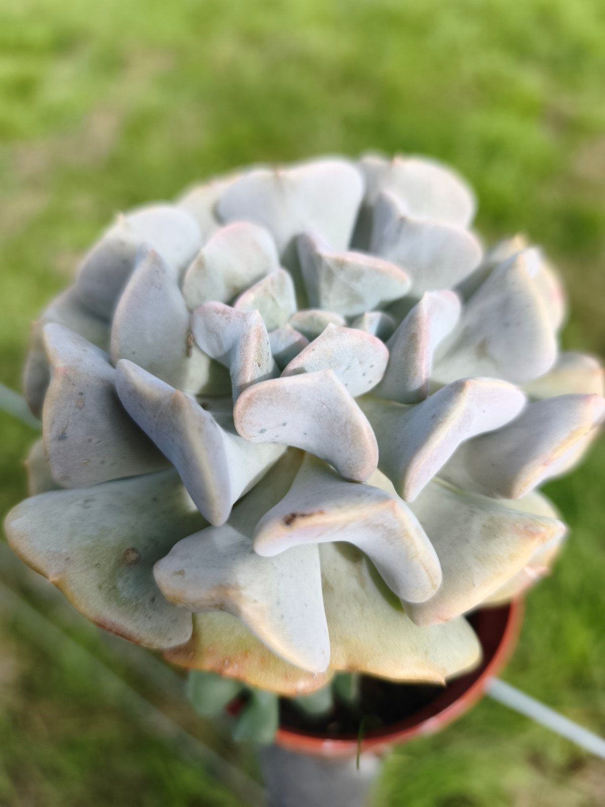 Echeveria, Tuin en Terras, Ophalen