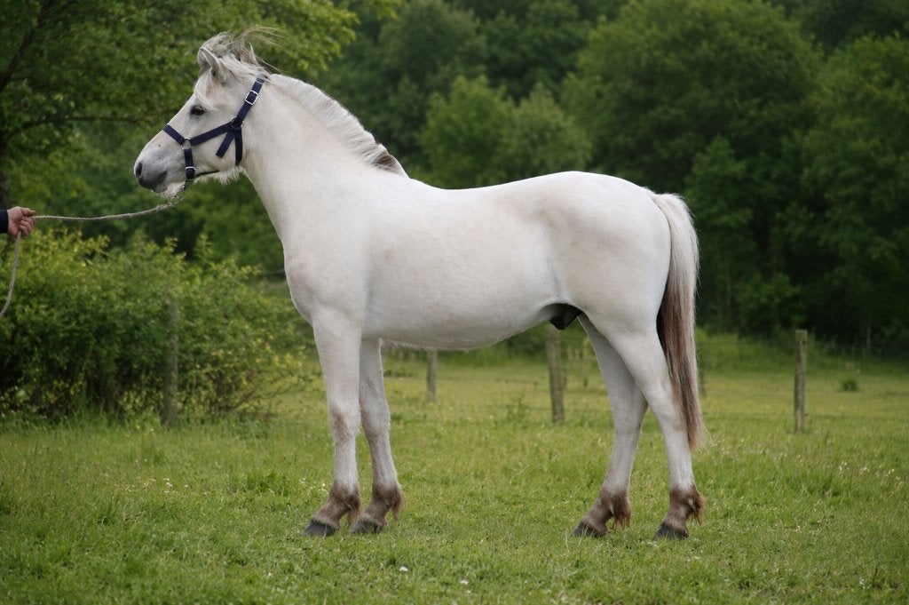 fjord, Dieren en Toebehoren, Paarden, Hengst, Met stamboom
