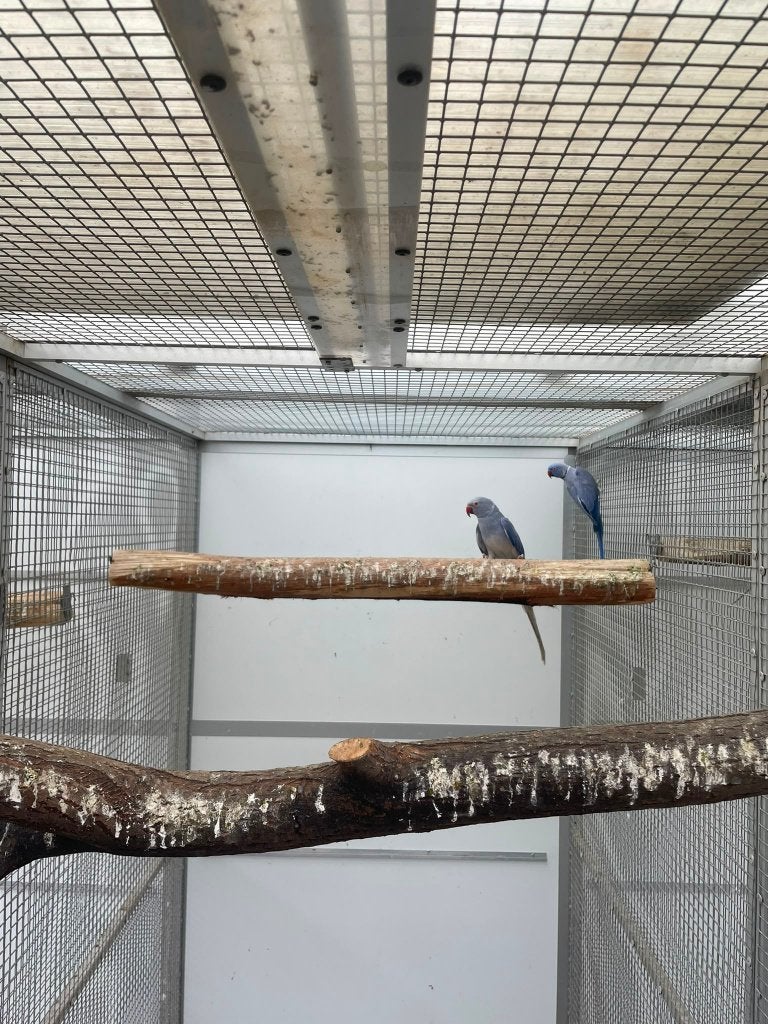 kweekkoppel halsbandparkieten opaline wkws pallid, Dieren en Toebehoren, Parkiet