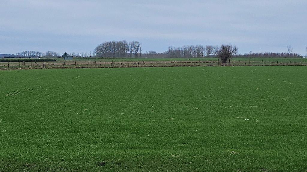 Grasland gezocht, Dieren en Toebehoren