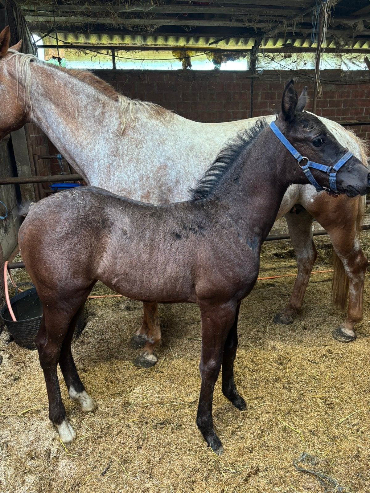 quarter veulen te koop, Dieren en Toebehoren, Merrie